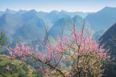 Mùng 1 Tết Canh Tý 2020: Du xuân lên cao nguyên đá xem 'đá nở hoa' | Du  lịch | Thanh Niên