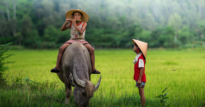 20+ Hình ảnh con trâu trên đồng ruộng làng quê Việt Nam đẹp nhất