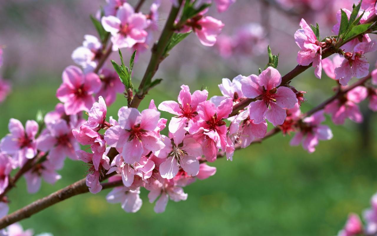 Hình ảnh mùa xuân – Tổng hợp những hình ảnh mùa xuân đẹp nhất