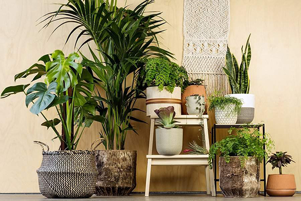 20 loại cây xanh trong nhà dễ trồng làm nổi bật không gian nội thất