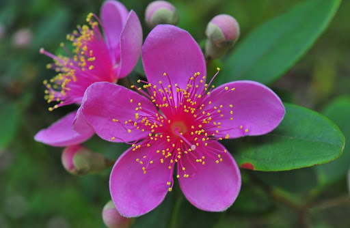 Hoa Sim | Thuyết tôn thờ về một tình yêu duy nhất - Lio Flower