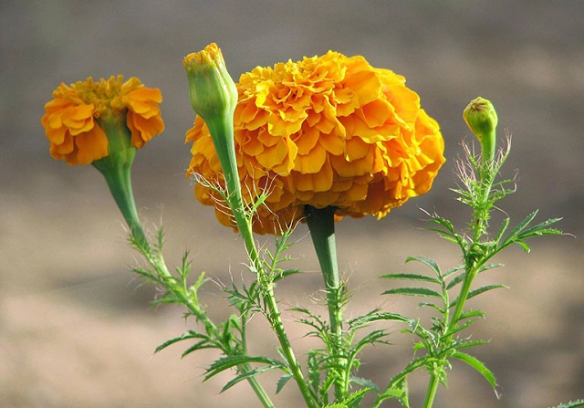 Ý Nghĩa] Hoa Cúc Vạn Thọ | Flowerfarm.vn - shophoa