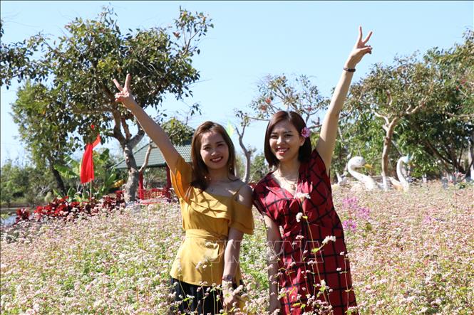 Hoa tam giác mạch tô sắc xuân phố núi Tây Nguyên - Du lịch - Việt Giải Trí