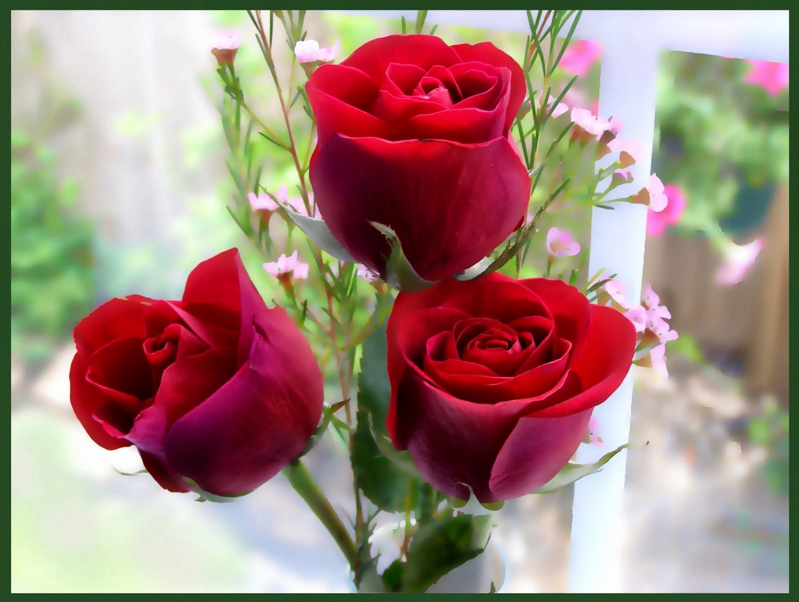 Một số hình ảnh đẹp về hoa hồng nhung - Hoa Nguyệt Hỷ