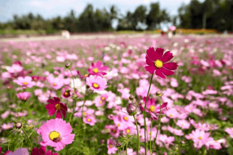 Vườn hoa Mãn Đình Hồng Tiền Giang địa điểm chụp hình "tuyệt đẹp"