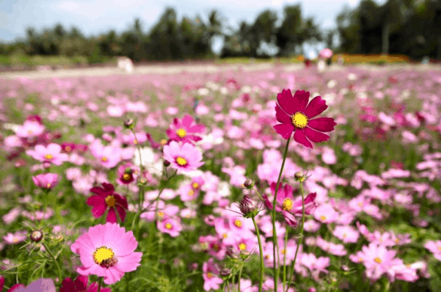 Vườn hoa Mãn Đình Hồng Tiền Giang địa điểm chụp hình "tuyệt đẹp"