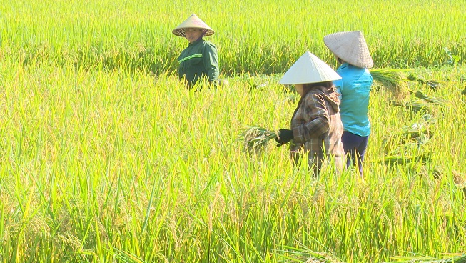 Nông dân xã Đồng Lương khẩn trương thu hoạch lúa vụ chiêm xuân - Trang  thông tin điện tử Huyện Lang Chánh - tỉnh Thanh Hóa