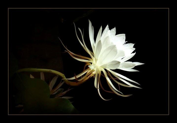 Hình ảnh hoa Quỳnh - Tổng hợp hình ảnh hoa Quỳnh đẹp nhất