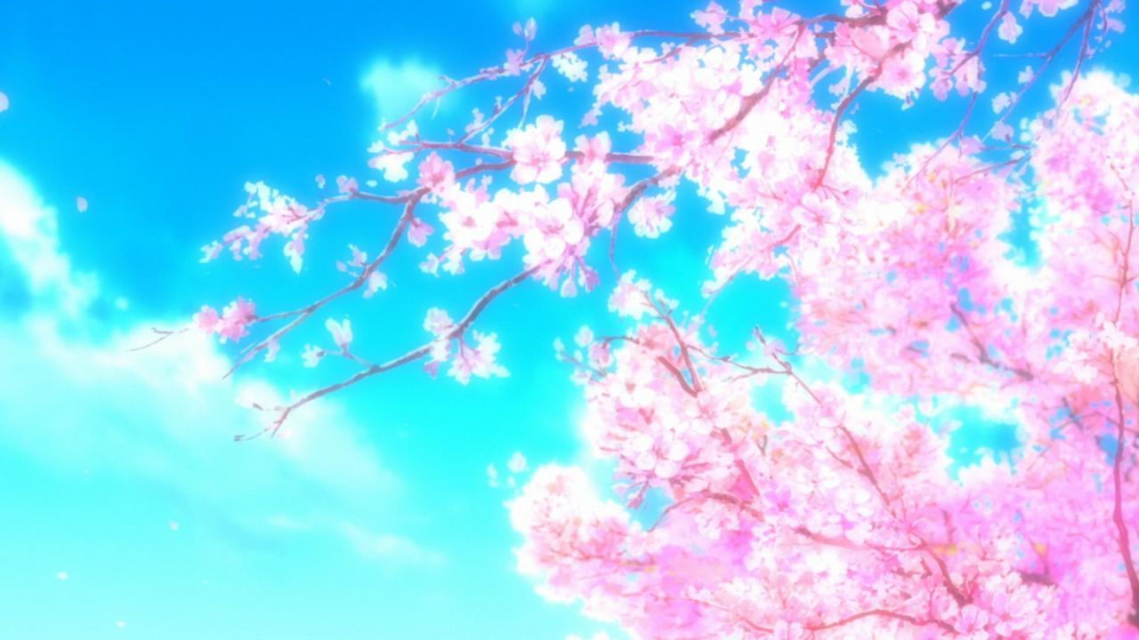 50 Hình nền hoa anh đào đẹp nhất của đất nước Nhật Bản | Hoa anh đào,  Anime, Hình ảnh