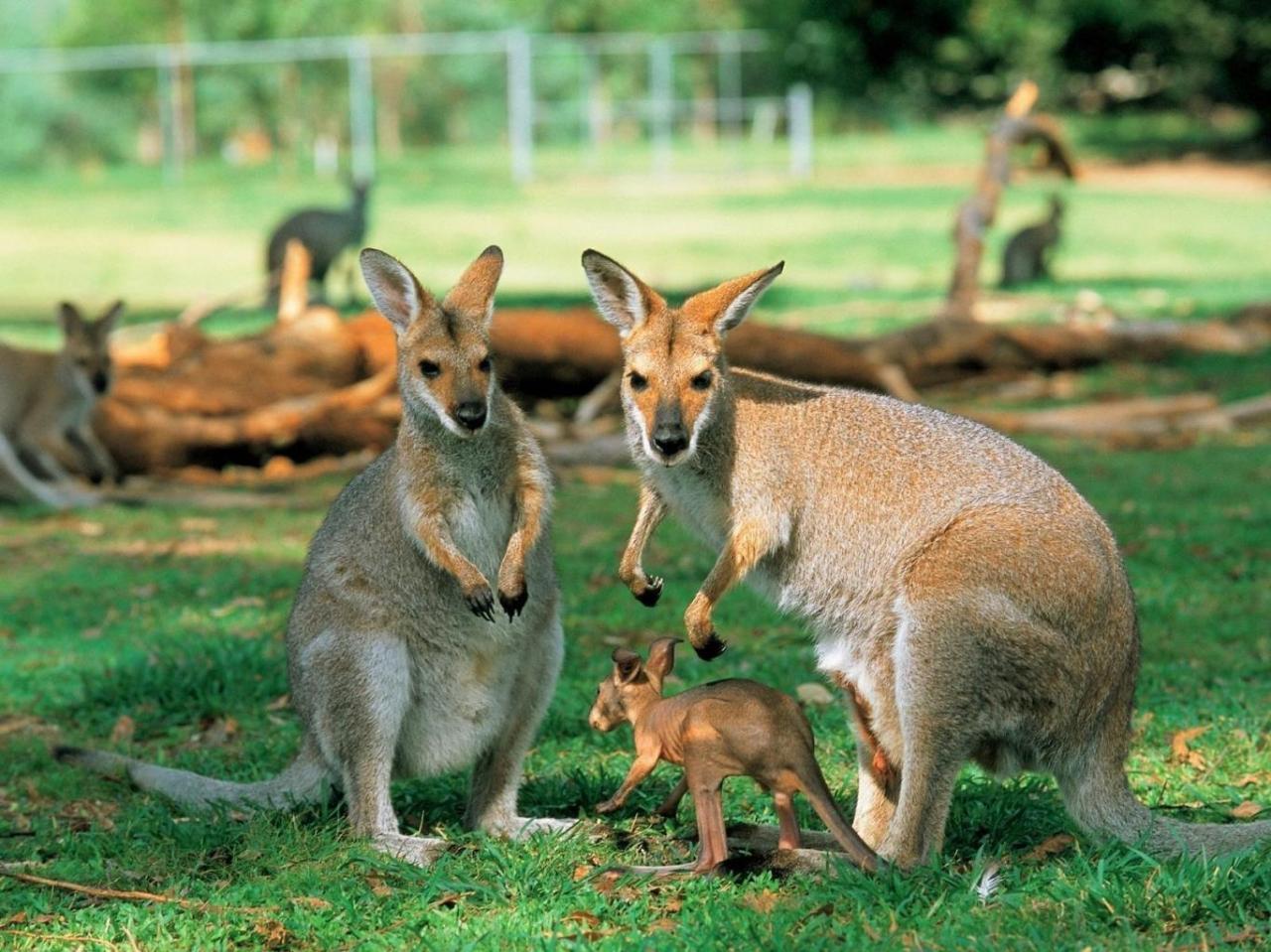Tour du lịch Australia
