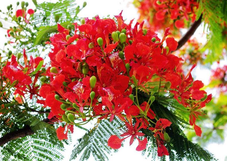 Hoa Phượng đỏ - Loài Hoa Của Tuổi Học Trò đầy Mộng Mơ Và Trong Sáng - Báo  Khuyến Nông