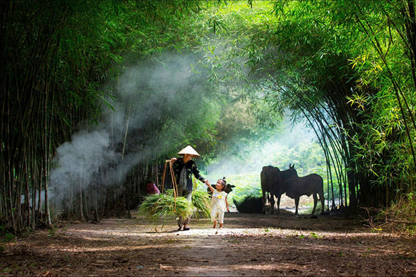 Ngắm nhìn] Hình ảnh làng quê Việt Nam yên bình, mộc mạc