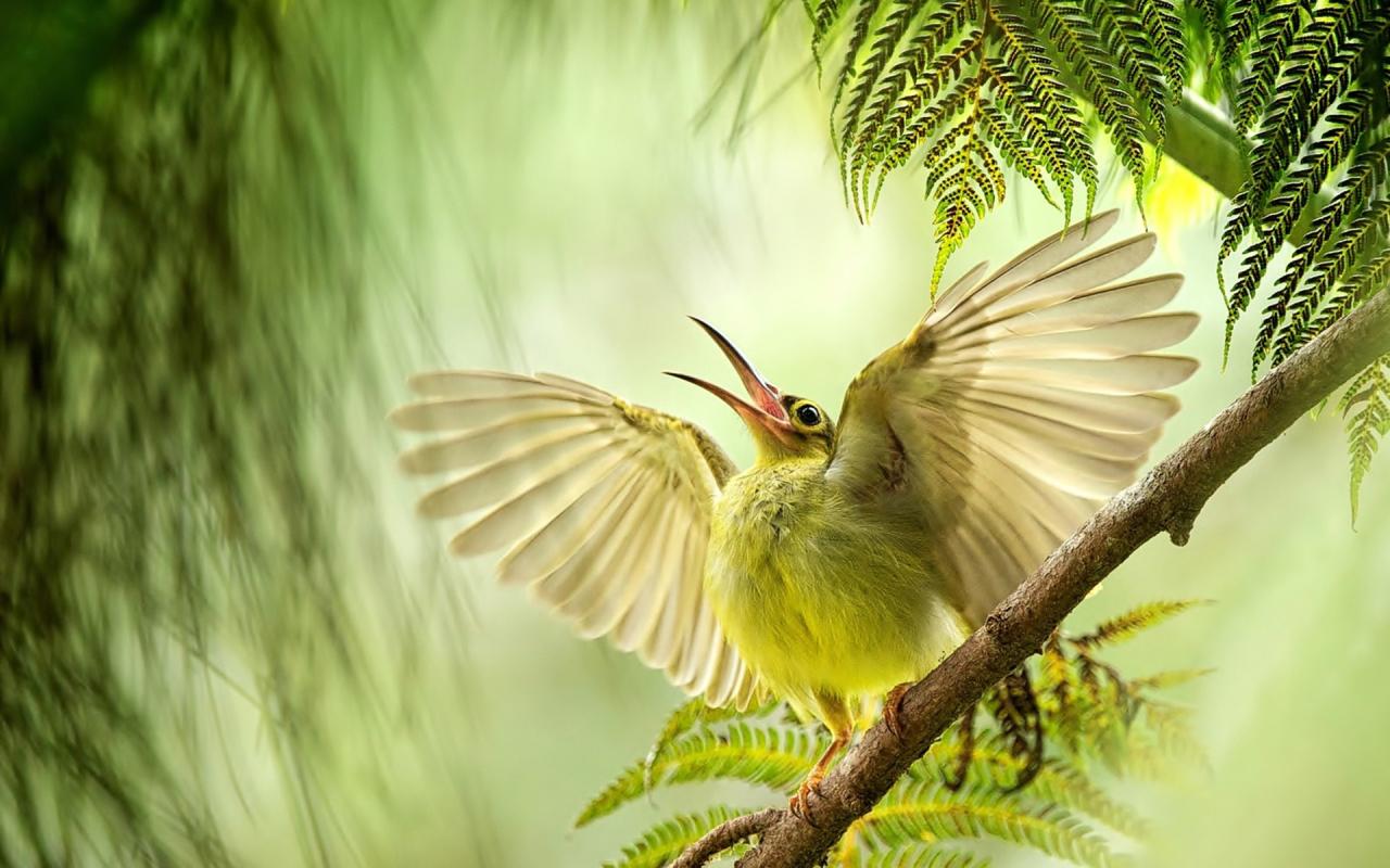 100+ Ảnh Con Chim Đẹp, Sống Động, Ấn Tượng Nhất Thế Giới
