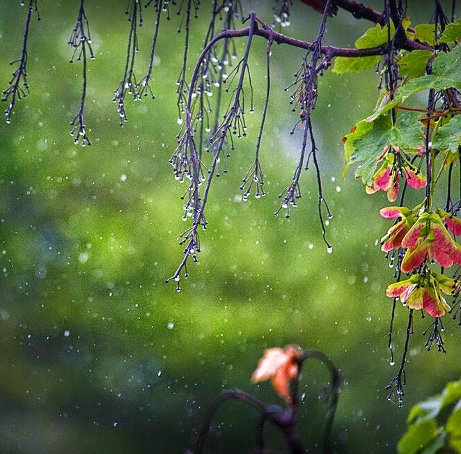 Mưa ngâu là gì? Hình ảnh tháng 7 mưa ngâu đẹp - META.vn