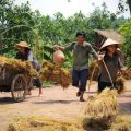 Hình ảnh làng quê Việt Nam - Tổng hợp hình ảnh làng quê Việt Nam đẹp nhất